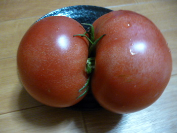 ツイントマト２.JPG