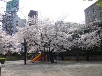三河台公園桜.JPG