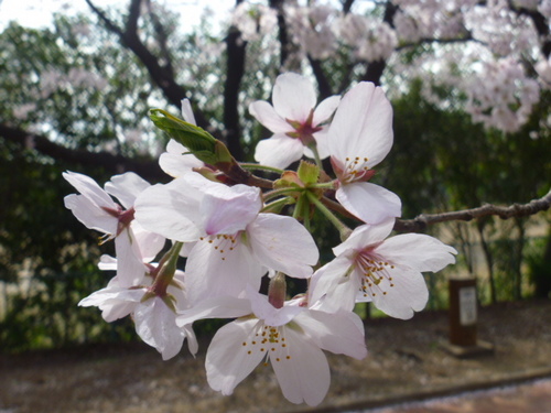 桜の花.JPG